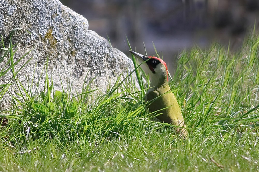 Specht im Gras..............