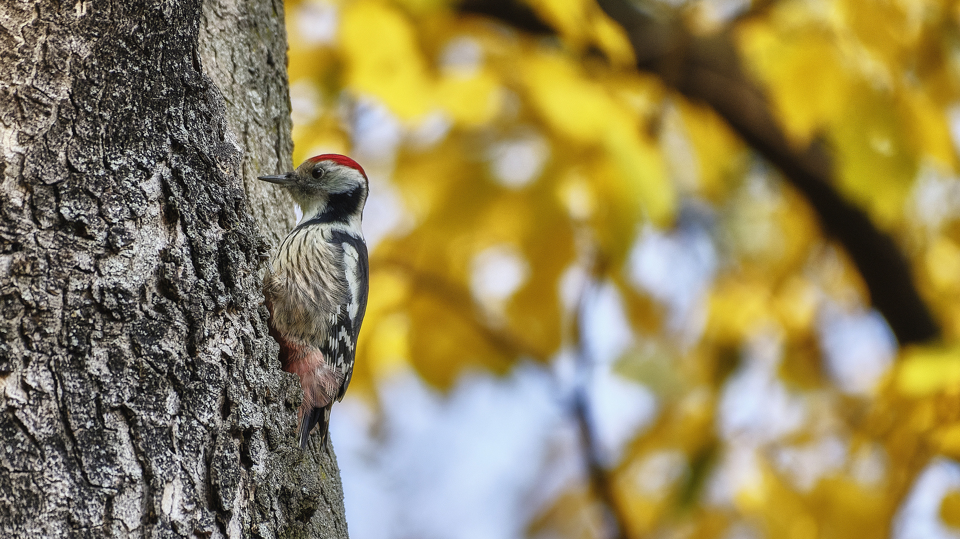 Specht im Herbstwald