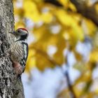 Specht im Herbstwald