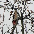 Specht im Pflaumenbaum