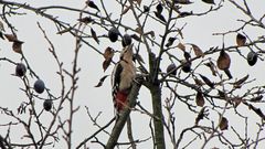 Specht im Pflaumenbaum