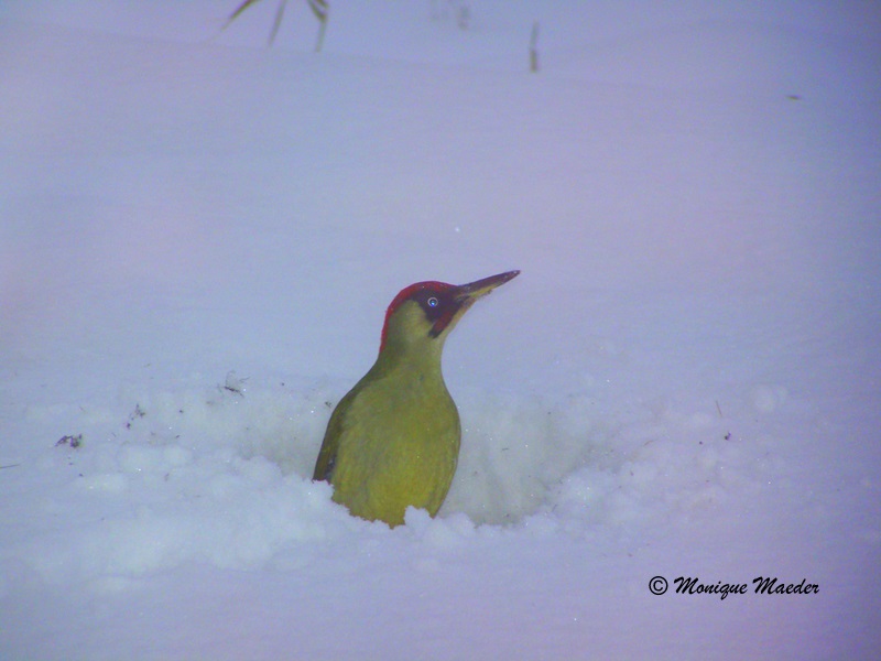 Specht im Winter