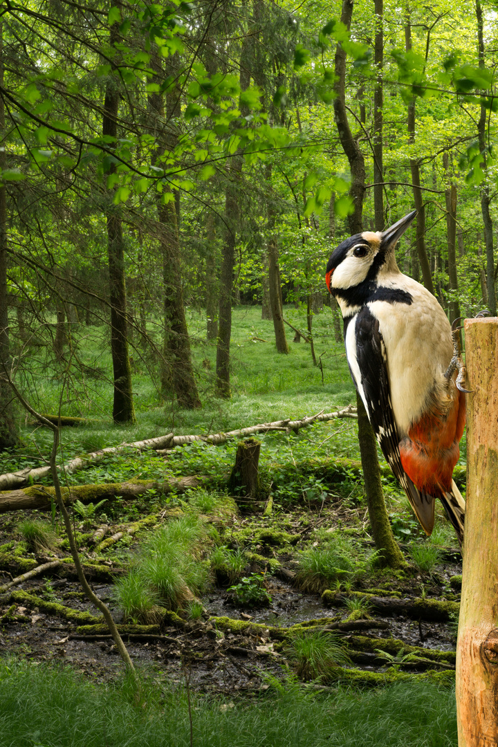 Specht in grünem Wald