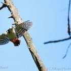 Specht mit Futter im Flug