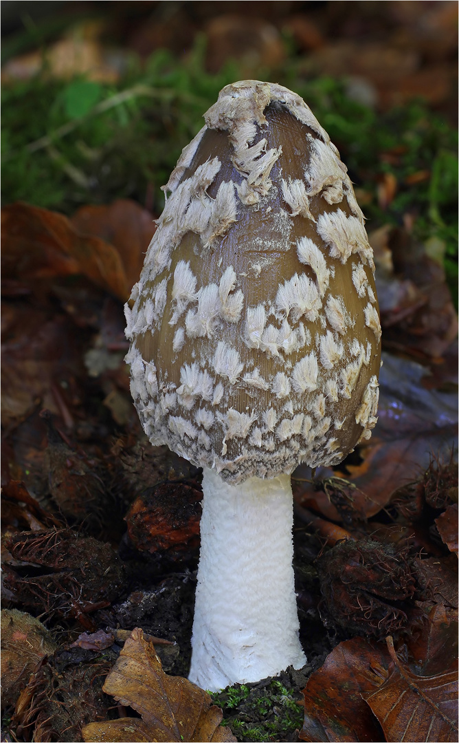 Specht- oder Elstern-Tintling (Coprinopsis picacea, Syn. Coprinus picaceus)