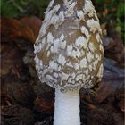 Specht- oder Elstern-Tintling (Coprinopsis picacea, Syn. Coprinus picaceus)