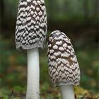 Specht-Tintling. (Coprinopsis picacea)