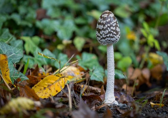 Specht-Tintling (Coprinopsis picacea)