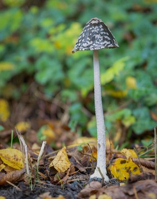 Specht-Tintling (Coprinopsis picacea)