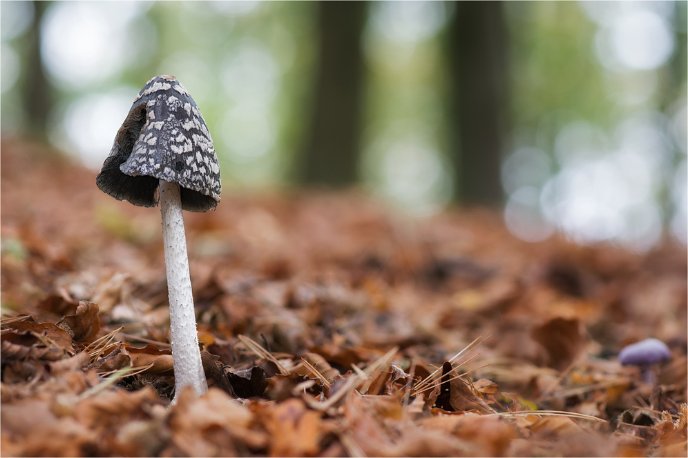 Specht-Tintling (Coprinopsis picacea, Syn. Coprinus picaceus) #2