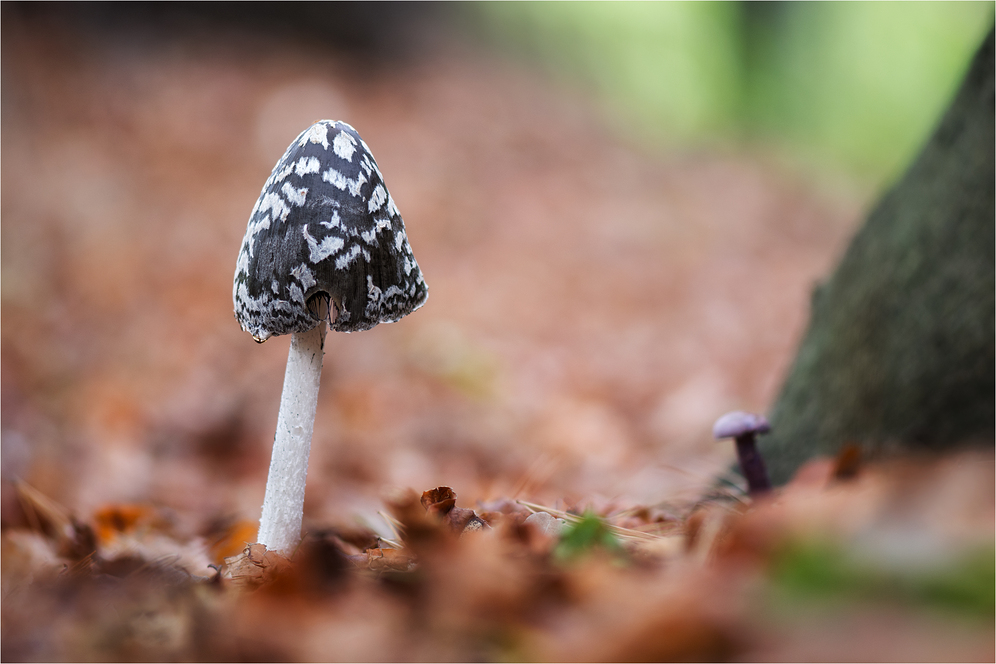 Specht-Tintling (Coprinopsis picacea, Syn. Coprinus picaceus)