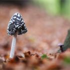 Specht-Tintling (Coprinopsis picacea, Syn. Coprinus picaceus)