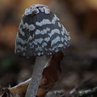 Specht-Tintling (Coprinus picaceus)