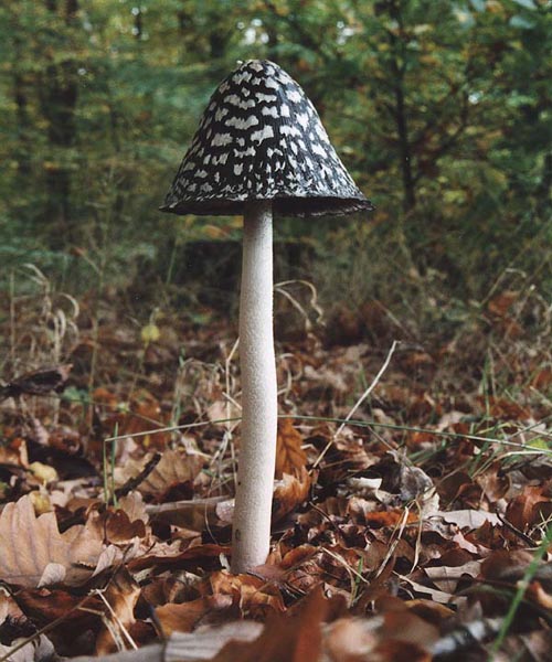 Specht-Tintling (Coprinus picaceus)