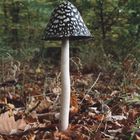 Specht-Tintling (Coprinus picaceus)