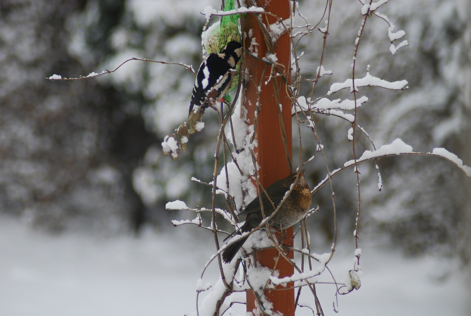 Specht und Amsel