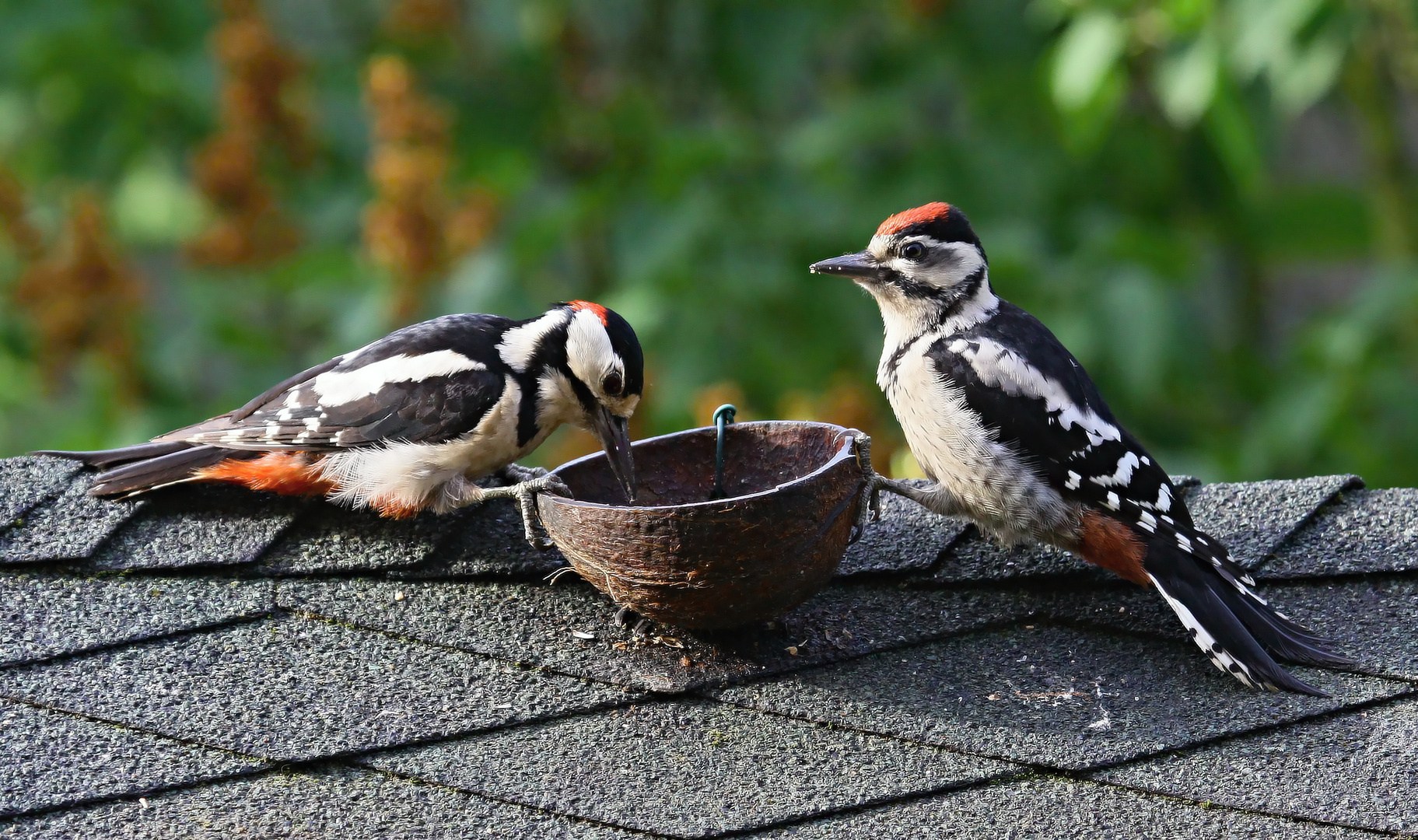 Spechte beim Frühstück