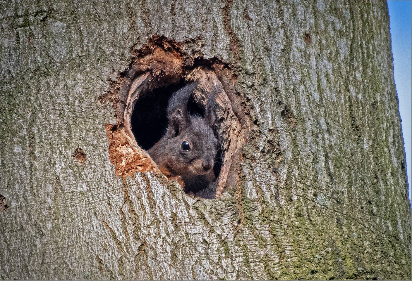 "Spechthörnchen"   . . .  oder   . . .