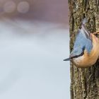 "Spechtmeise am Baum 2024"