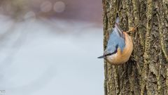 "Spechtmeise am Baum 2024"