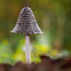 Spechttintling  ( Coprinopsis picacea )