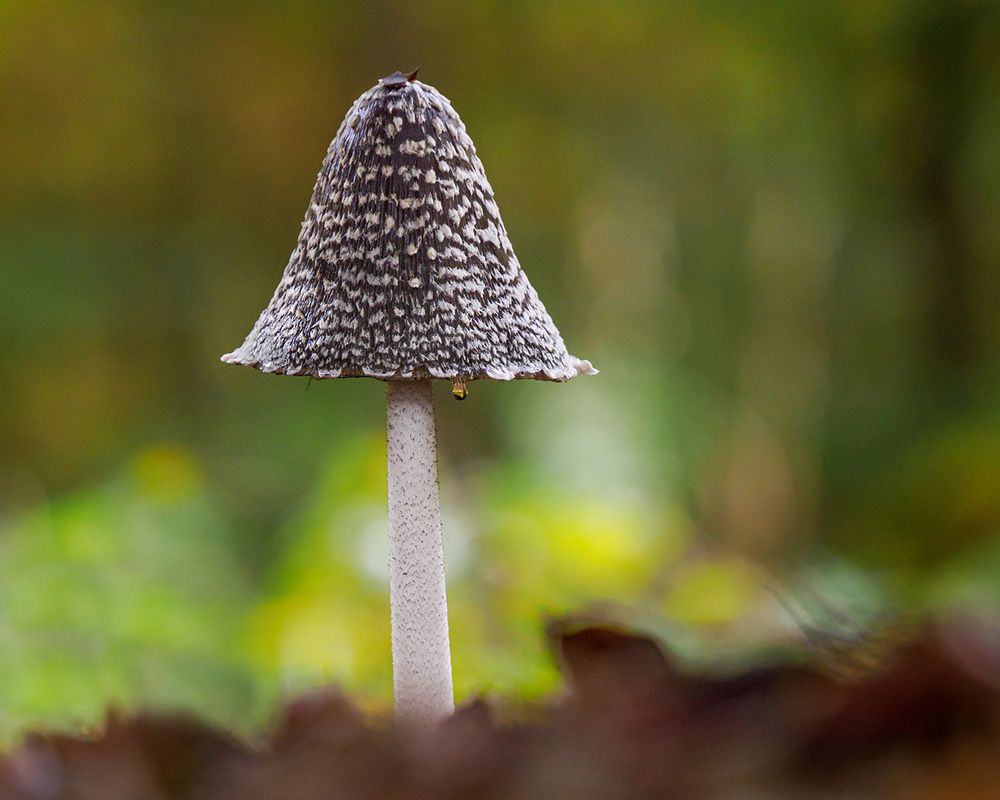 Spechttintling  ( Coprinopsis picacea )