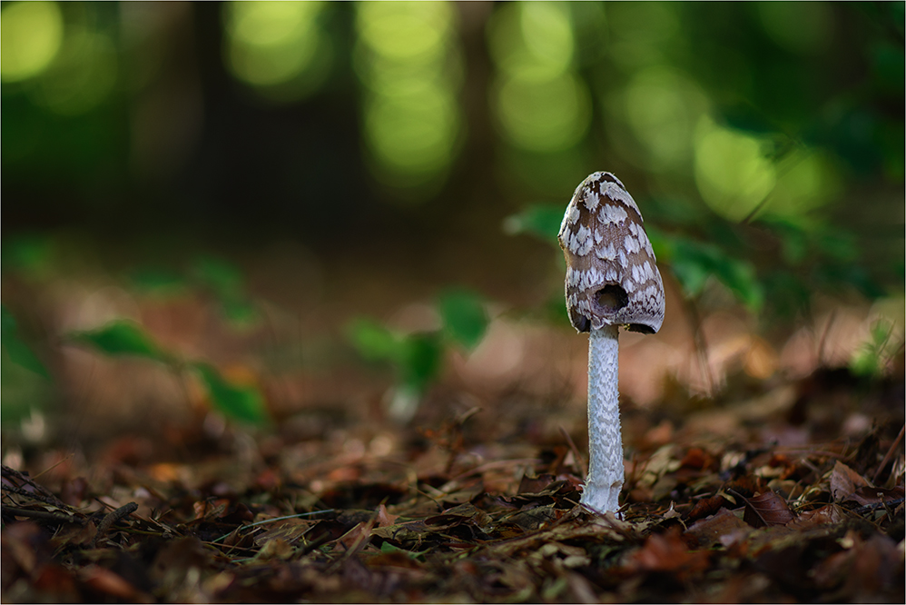 Spechttintling (Coprinopsis picacea)