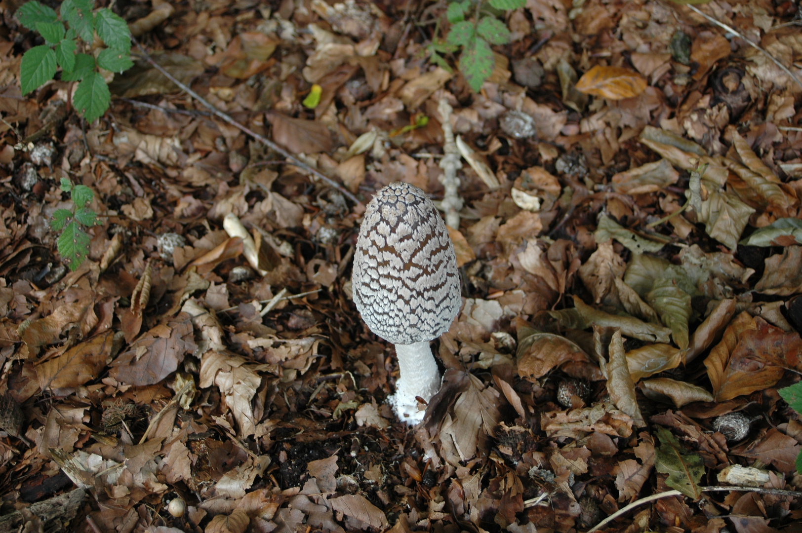 Spechttintling (Coprinus picaceus).