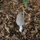 Spechttintling (Coprinus picaceus).