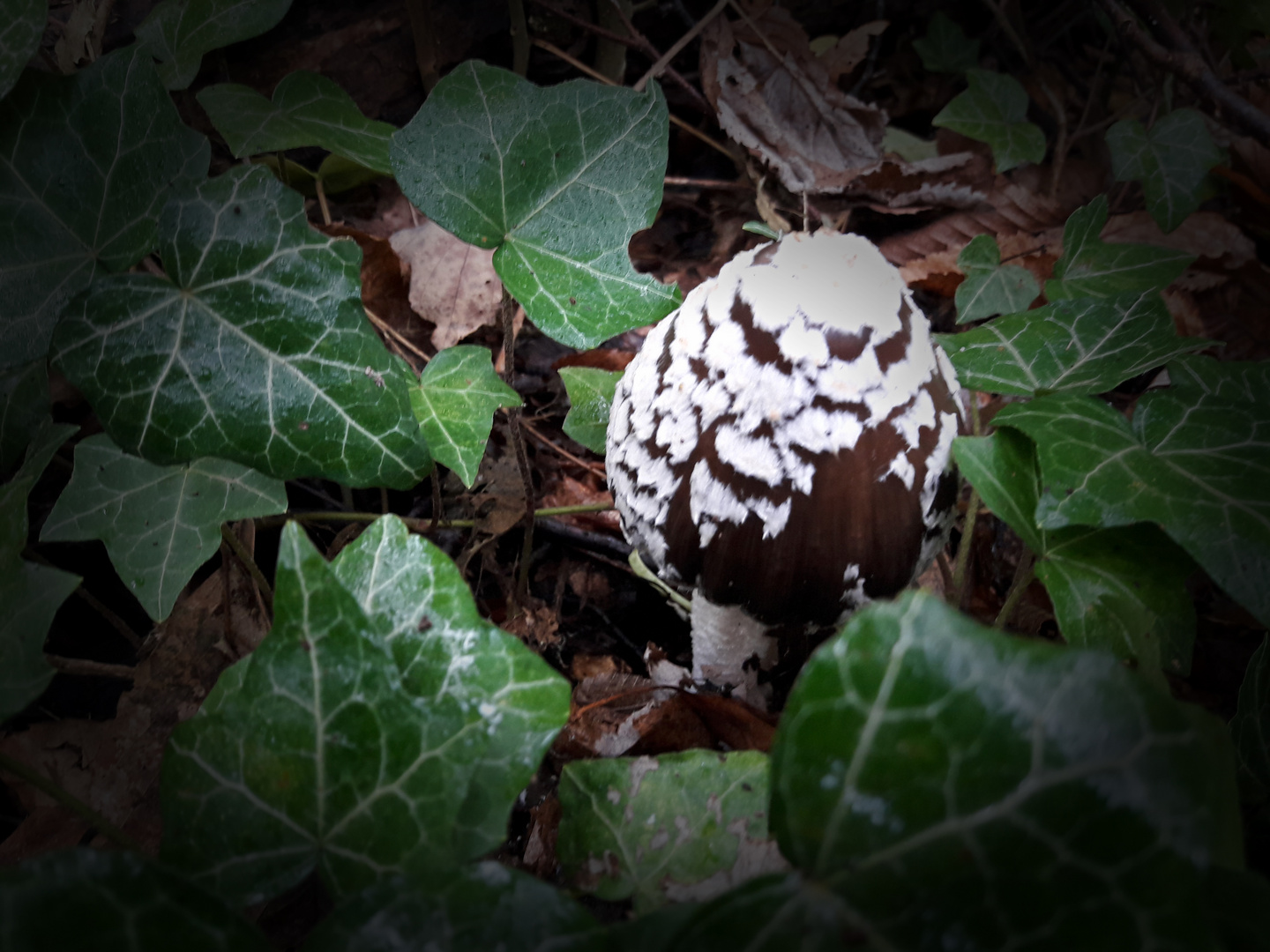 Spechttintling ; Coprinus picaceus