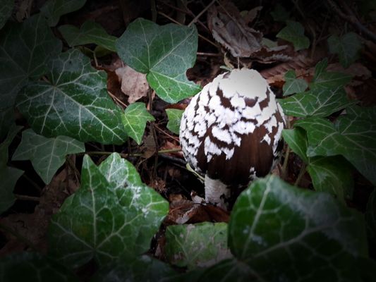 Spechttintling ; Coprinus picaceus