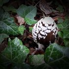 Spechttintling ; Coprinus picaceus