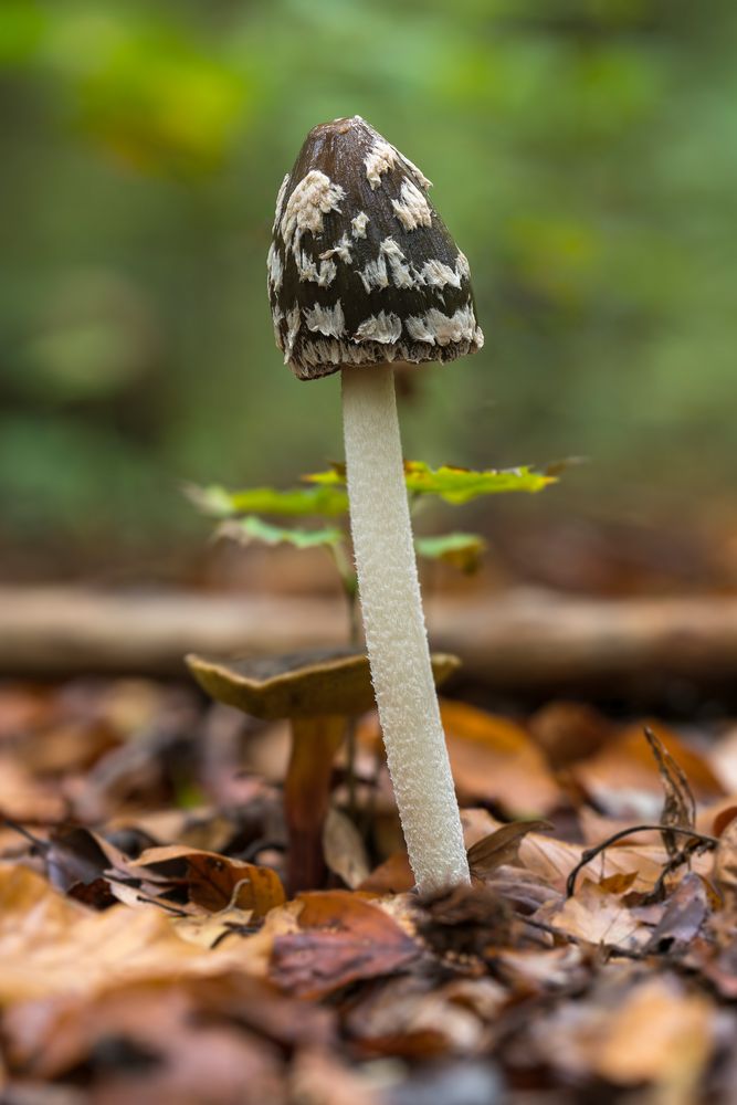 Spechttintling (Coprinus picaceus)