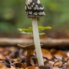 Spechttintling (Coprinus picaceus)