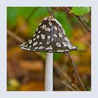 Spechttintling (Coprinus picaceus)