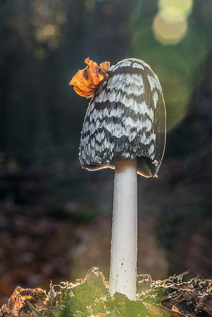 Spechttintling im Licht der Morgensonne