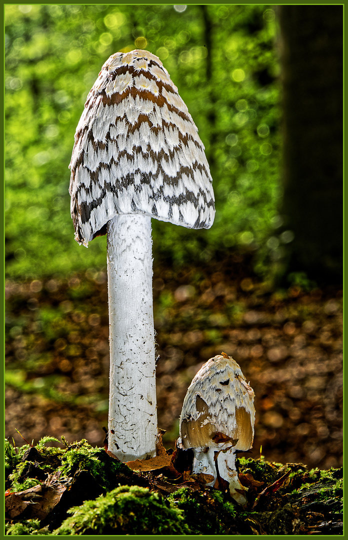 Spechttintling mit Nachwuchs