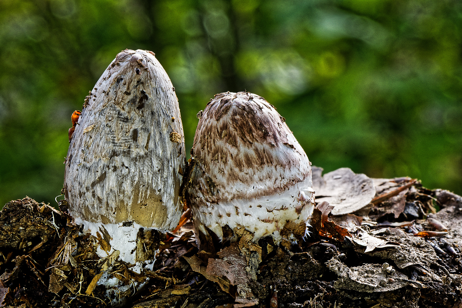 Spechttintlinge in ihrer Wachstumsphase