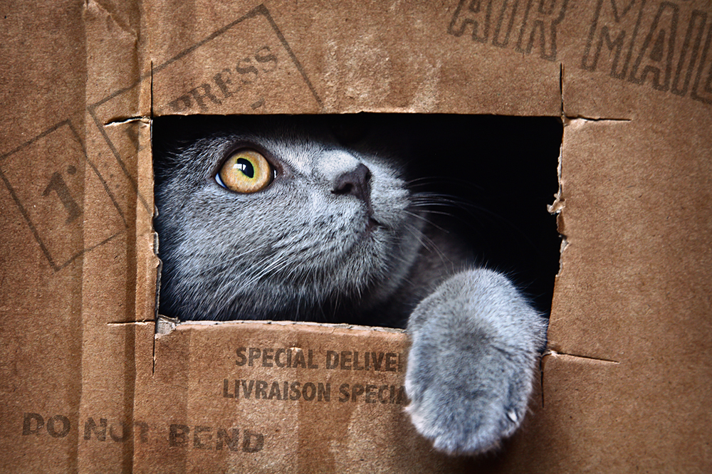 [ Special Delivery ]