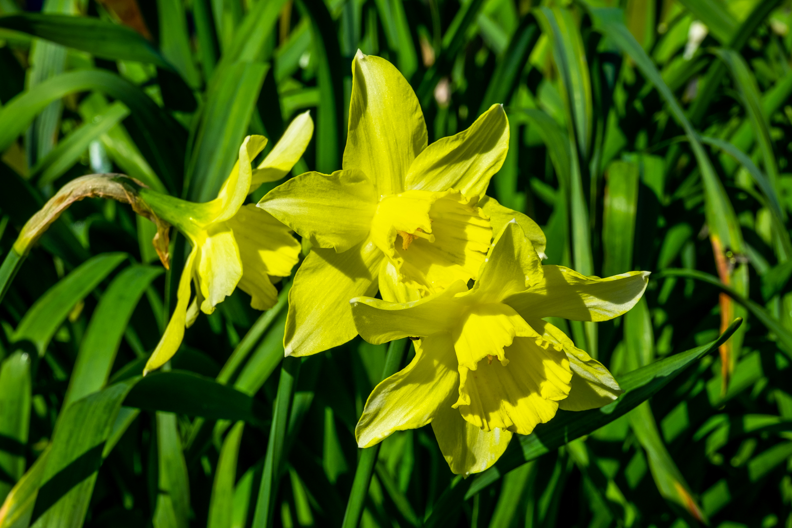 "Species of Narcissus"