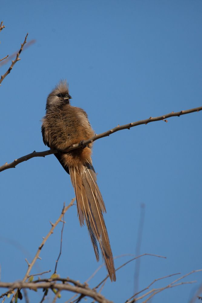 Speckeled Mousebird