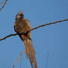 Speckeled Mousebird