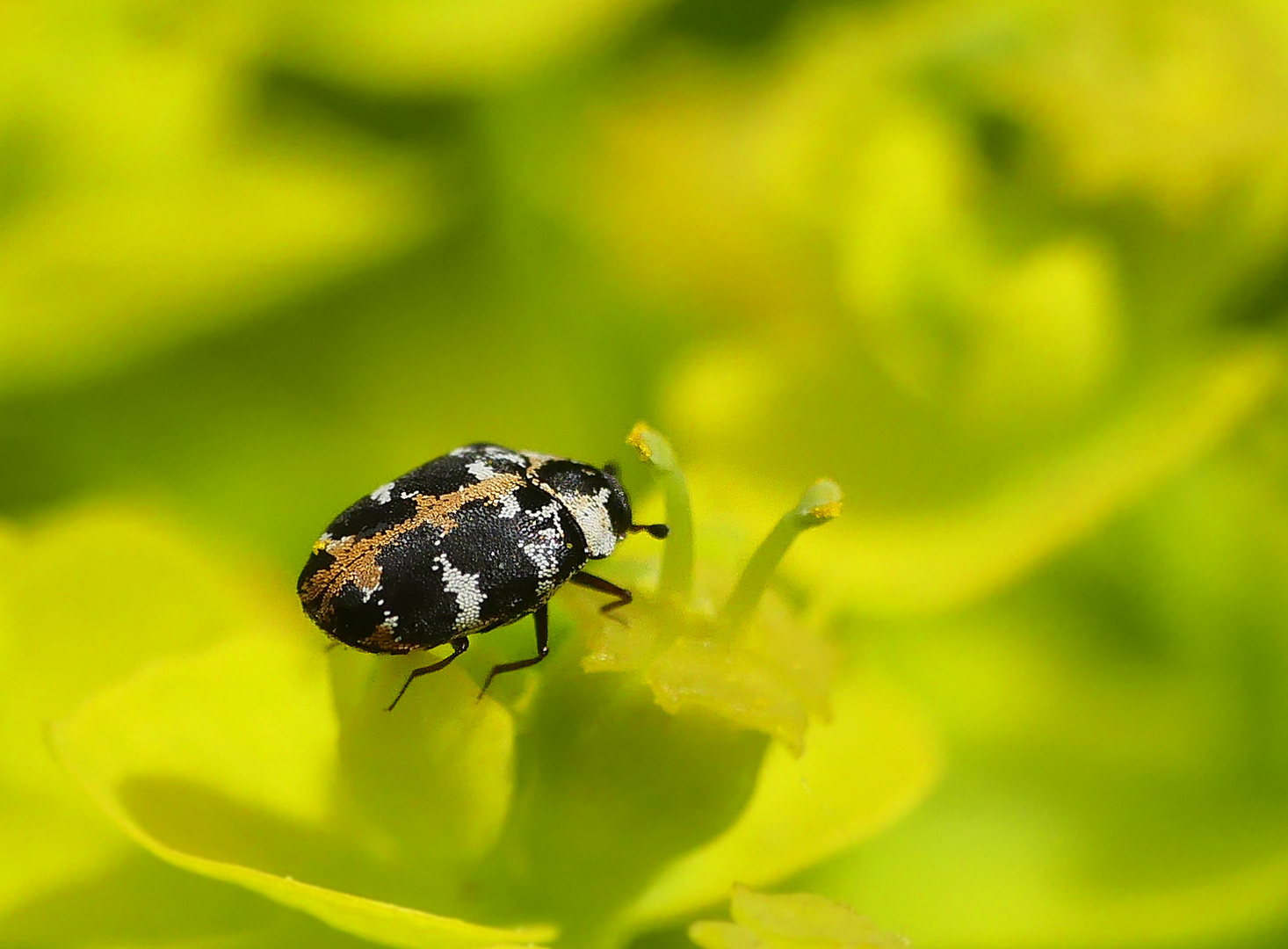 Speckkäfer -  dieser ist 2 bis 3 mm klein