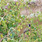 Speckled mousebird