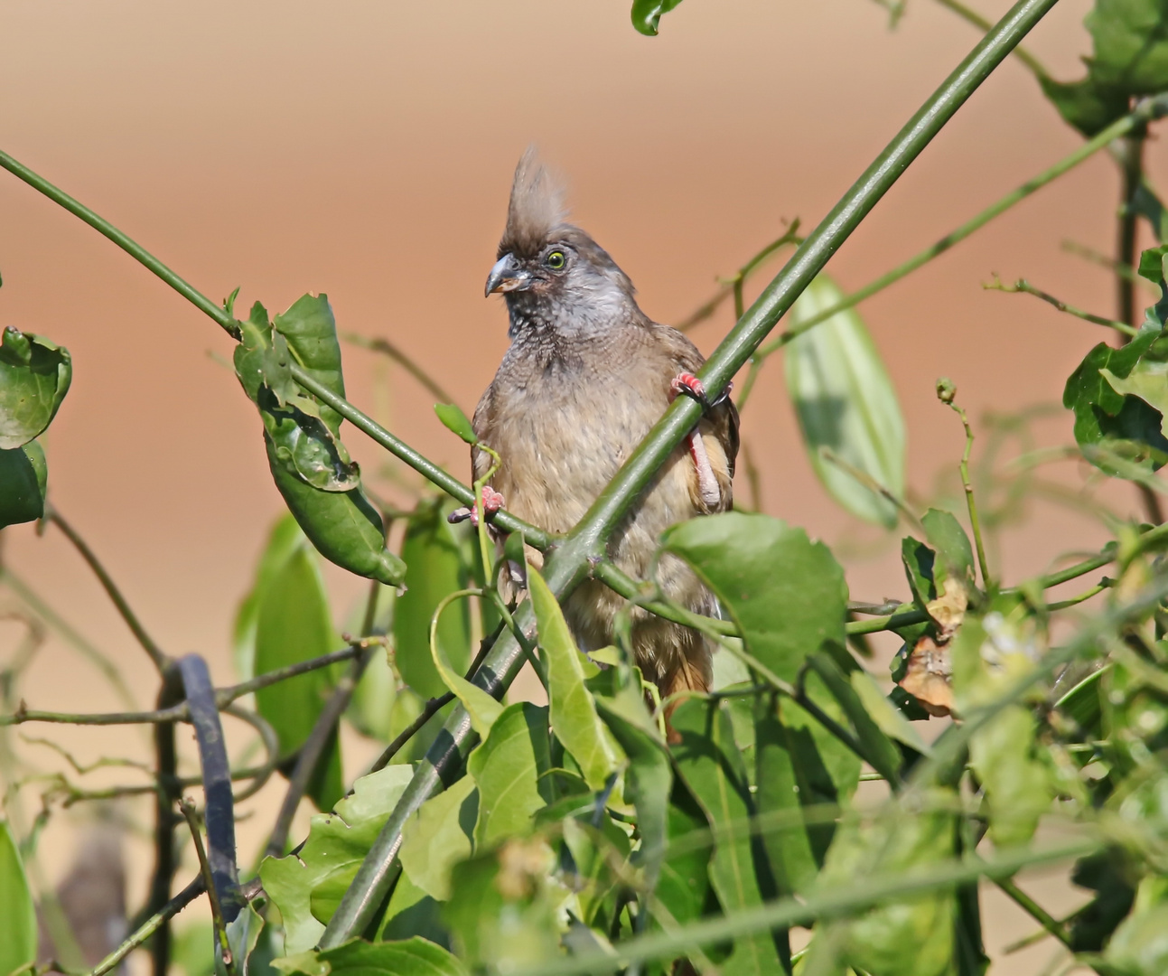 Speckled mousebird