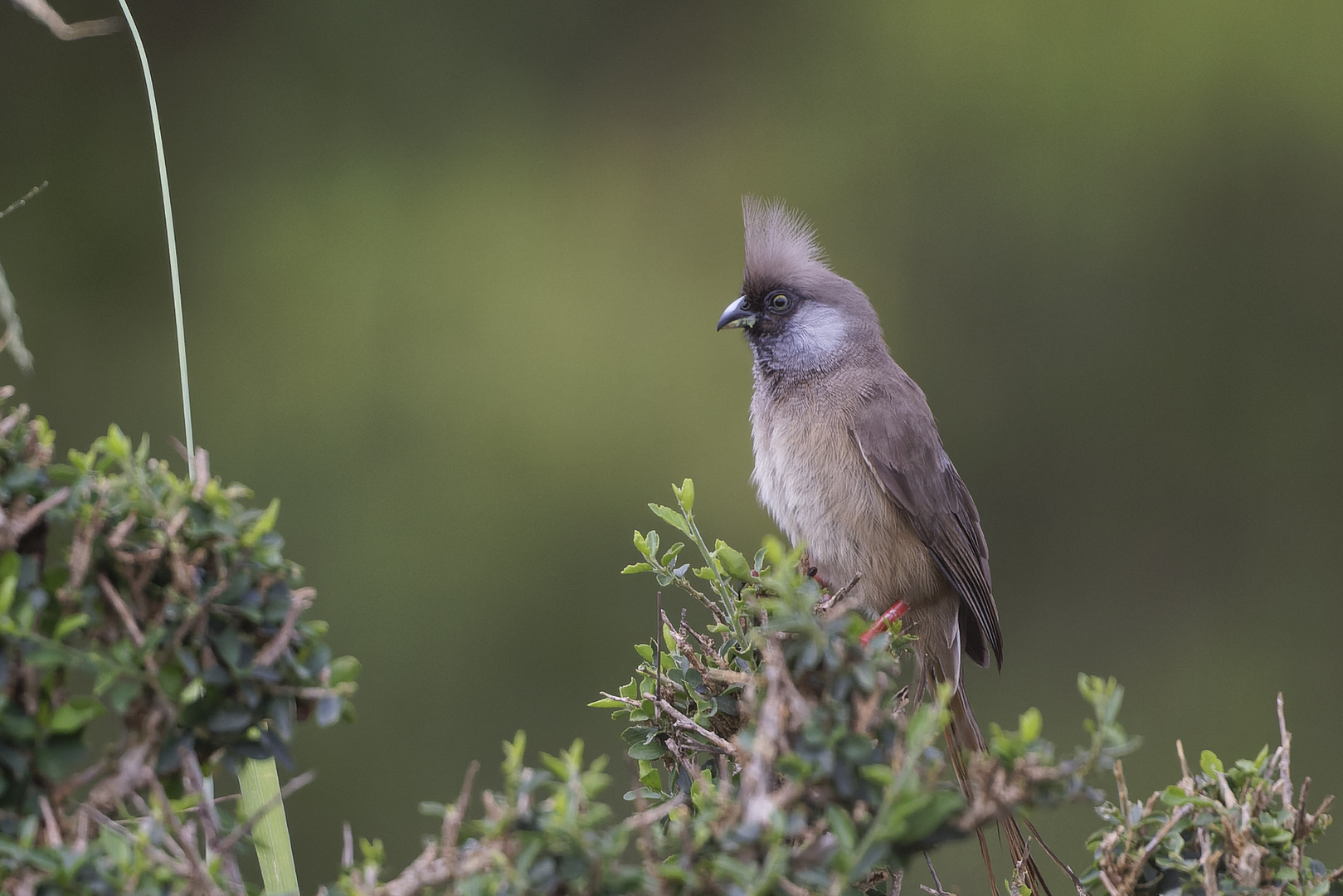 Speckled mousebird - Maasai Mara Dezember 2023