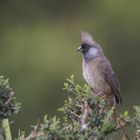 Speckled mousebird - Maasai Mara Dezember 2023
