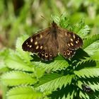 Speckled wood butterfly