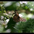 Speckled Wood Butterfly