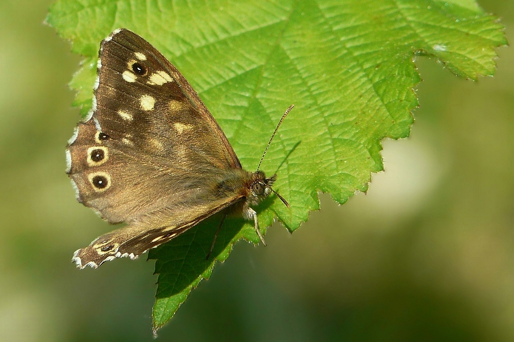 Speckled Wood Butterfly